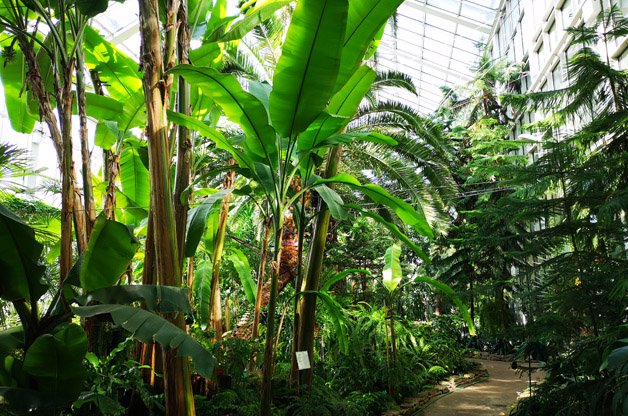 Palmiarnia Ogrodu Botanicznego w Łodzi